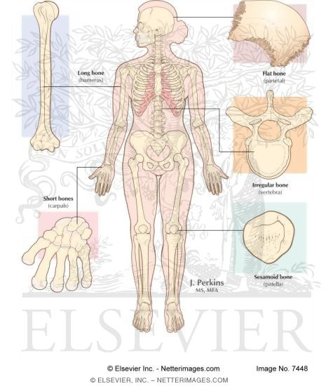 Skeletal System: Functions and Shapes of Bones