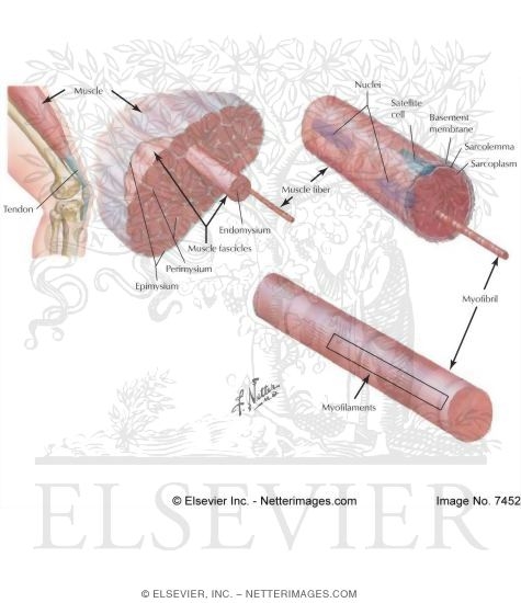 Muscular System: Structure of Skeletal Muscle