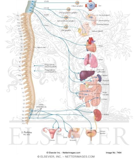 Nervous System: Effects of the Parasympathetic Division of the ANS