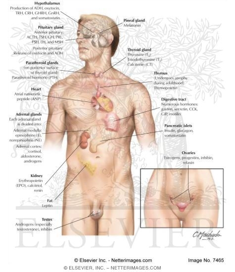 Endocrine System: Organization