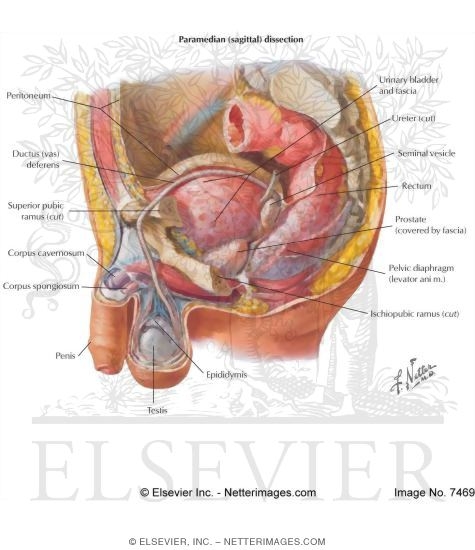 Reproductive System: Male