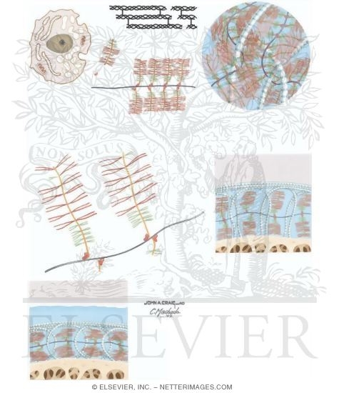 Composition of Articular Cartilage - Netter Medical Artwork Composition of Articular Cartilage - Netter Medical Artwork