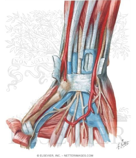 Flexor Tendons, Arteries, and Nerves At Wrist