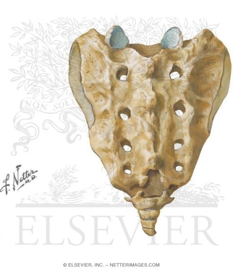 Sacrum and Coccyx