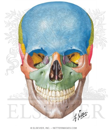 Skull: Anterior View
