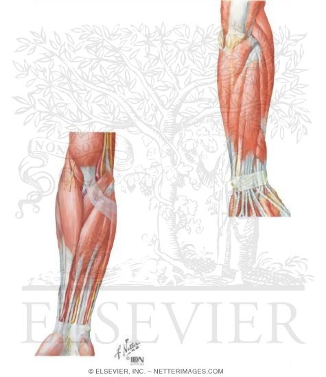 Muscles of the Lower Arm