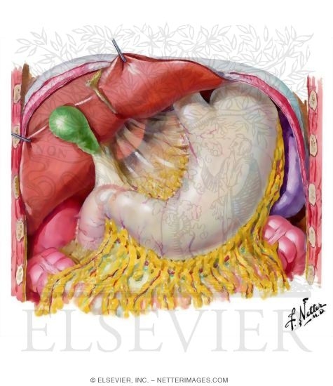 gallbladder. Liver, and Gallbladder