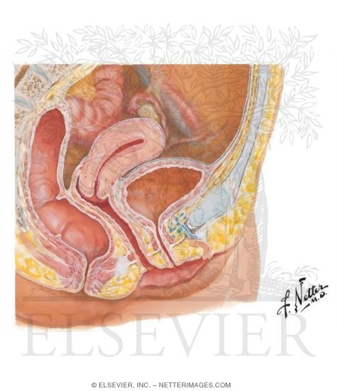 Female Bladder and Urethra
