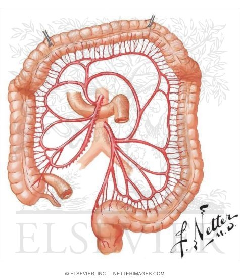 Small Large Intestine