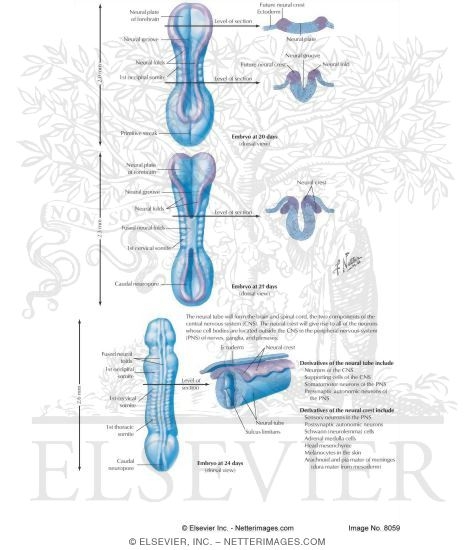 Embryology: Neurulation