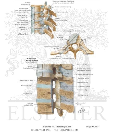 Joints and Ligaments of the Spine: Vertebral Arches and Bodies