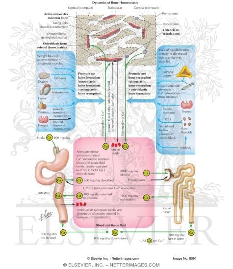 Biology Homeostasis Examples