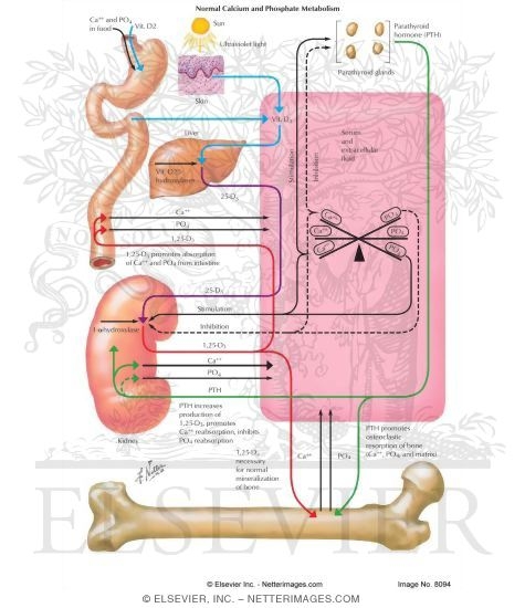 Normal Calcium and Phosphate Metabolism