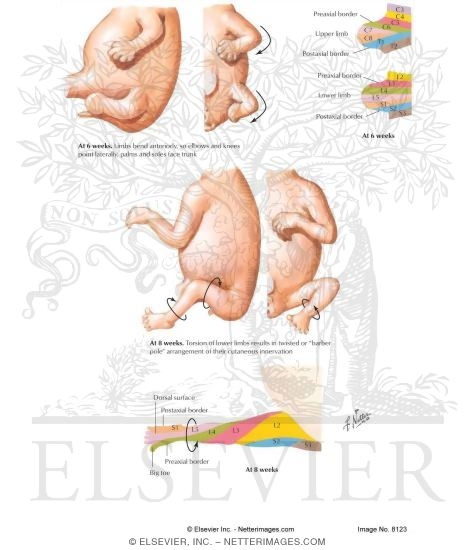 Limb Rotation and Dermatomes