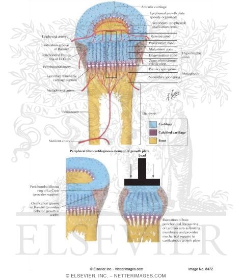 Close-up View of Epiphysis, Physis, and Adjacent Metaphysys