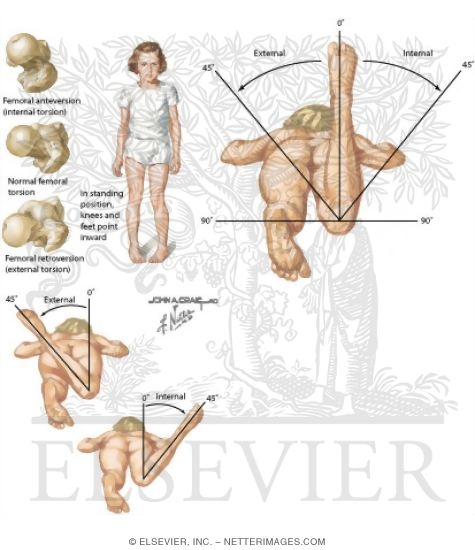 External Hip Rotation