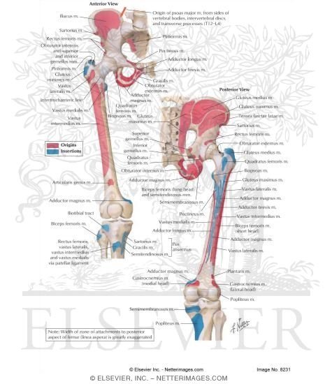 muscles of leg. Buttock and Thigh Muscles