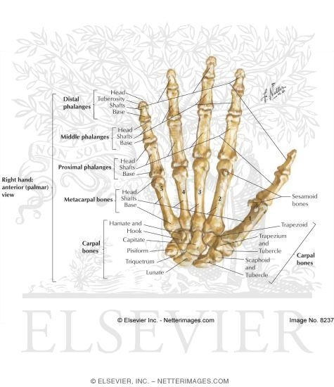 Wrist and Hand: Bones