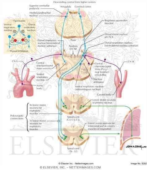 Parabrachial Nuclei: Control of Respriation
