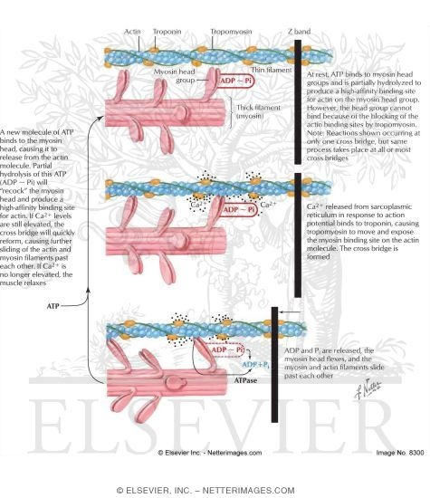 Biochemical Mechanics of Muscle Contraction