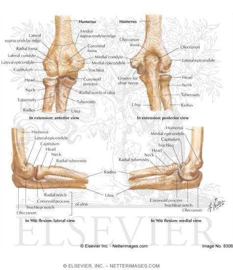Bones of Right Elbow Joint