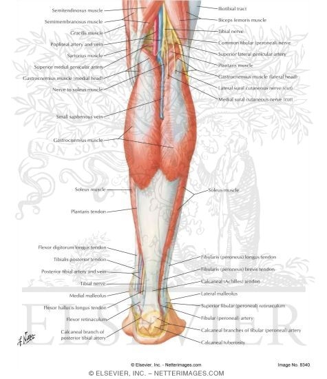 muscles of leg. Muscles of Leg (Superficial