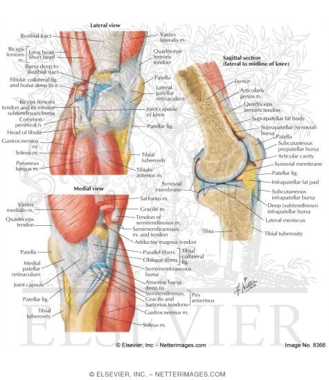 Medial and Lateral Views of  the Knee