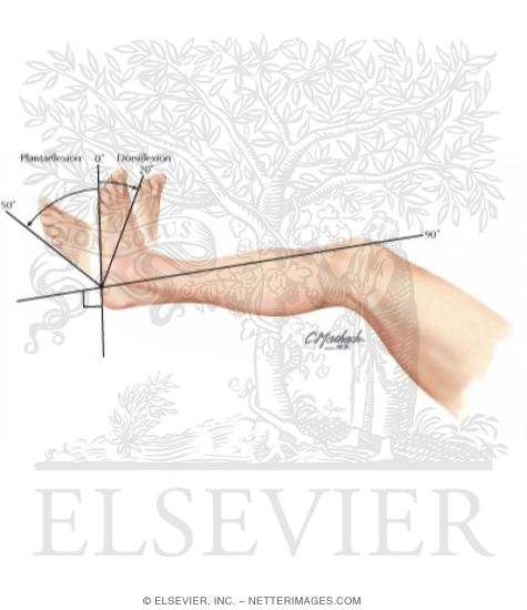 Ankle Dosiflexion / Plantarflexion