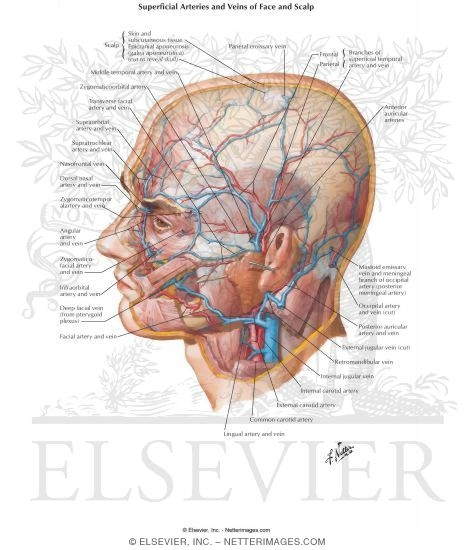 Arteries and Veins of the Scalp Arteries and Veins of the Scalp