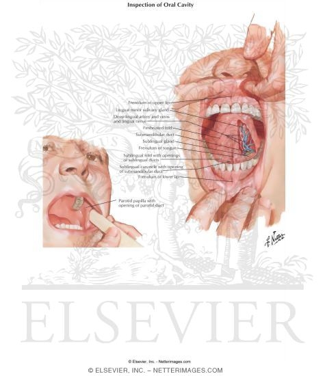 Inspection of Oral Cavity