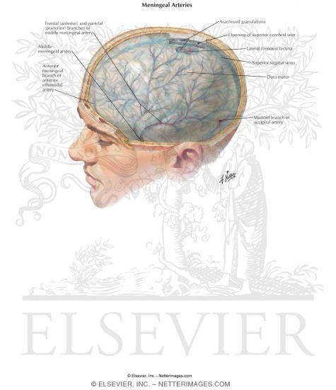 Meningeal Vessels and Dural Sinuses