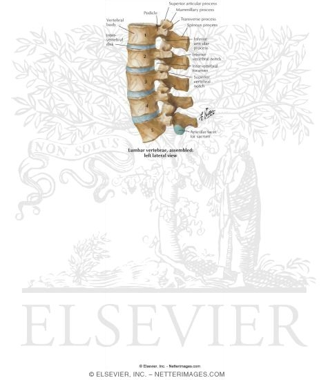 Lumbar Vertebrae: L1-5 Assembled