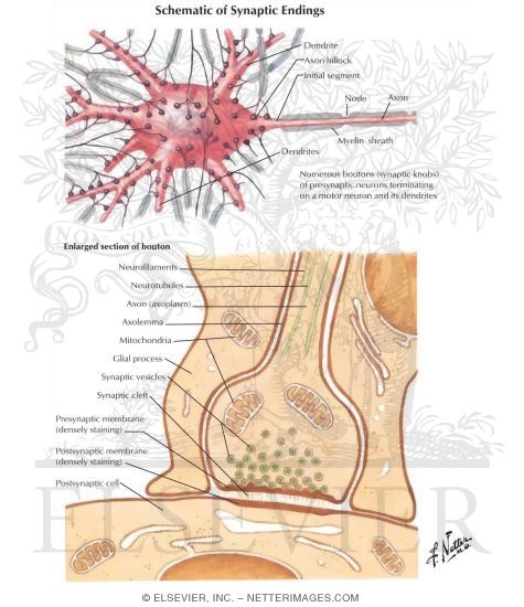 Synaptic Morphology
