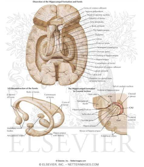 Hippocampal Formation and Fornix