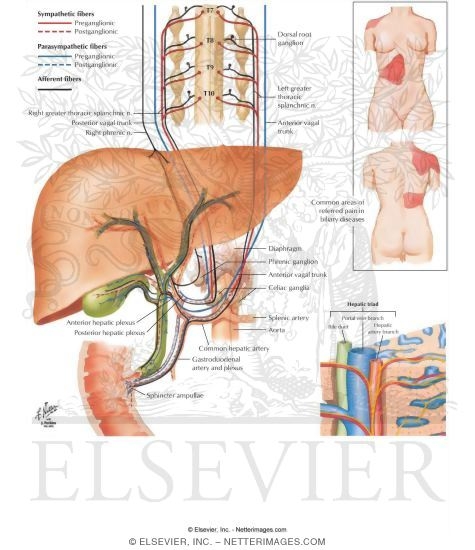 Innervation of the Liver and the Biliary Tract