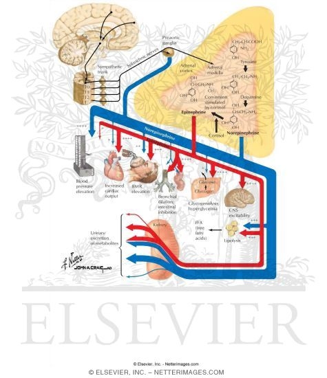 Function of the Adrenal Medulla