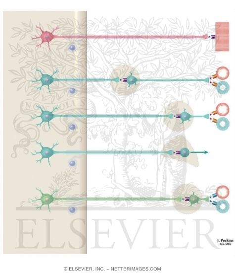 Schematic of Cholinergic and Adrenergic Distribution to Motor and Autonomic Structures