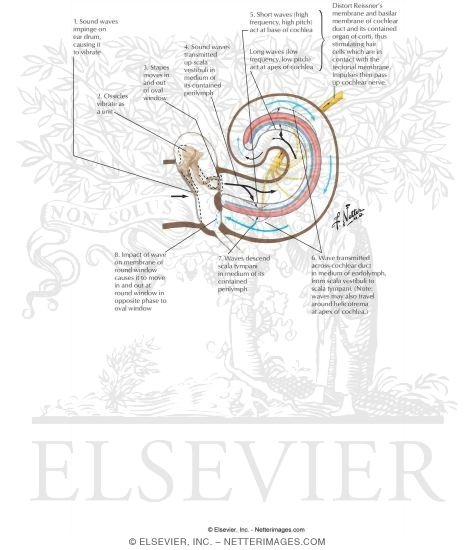 Transmisson of Vibrations From Drum Through the Cochlea