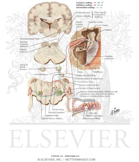 Centrifugal Auditory Pathways