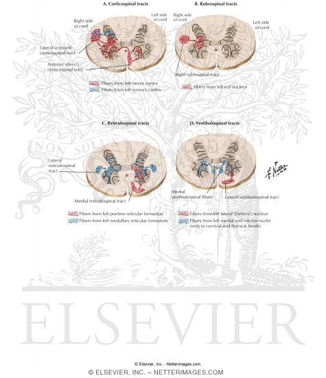 tracts of spinal cord. Spinal Cord Terminations of