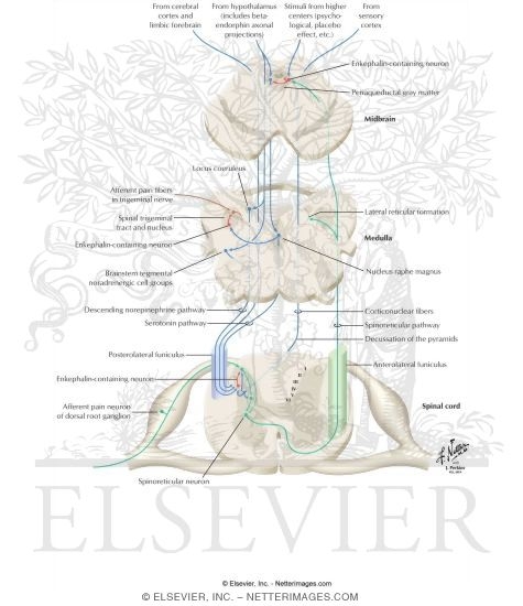 Descending Control of Ascending Somatosensory Systems