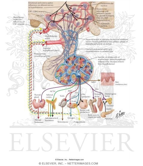 Control of Secretions of the Adenohypophysis