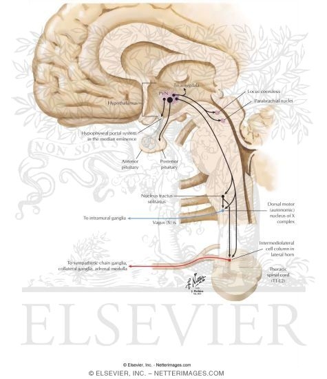 Paraventricular Nucleus of the Hypothalamus: Regulation of Pituitary Neurohormonal Outflow, Autonomic Preganglionic Outflow, and Limbic Activity