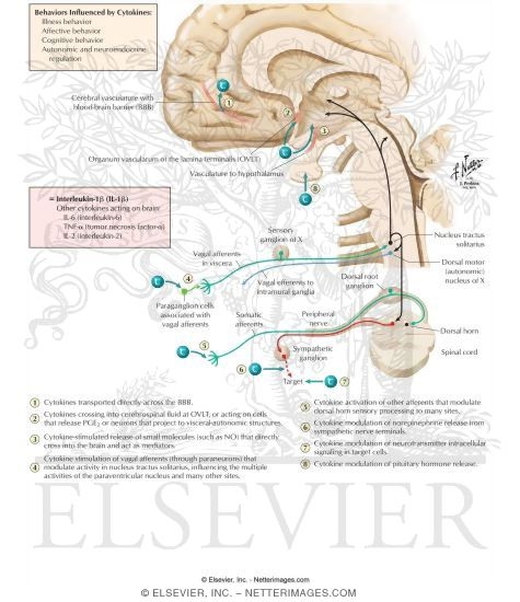 Mechanisms of Cytokine Influences on the Hypothalamus and Other Brain Regions and on Behavior