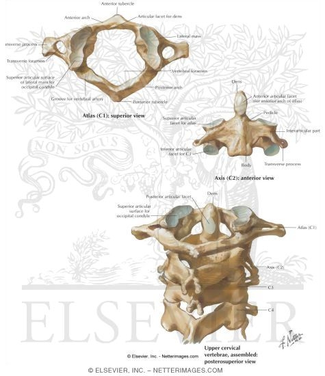 Vertebrae - Neck