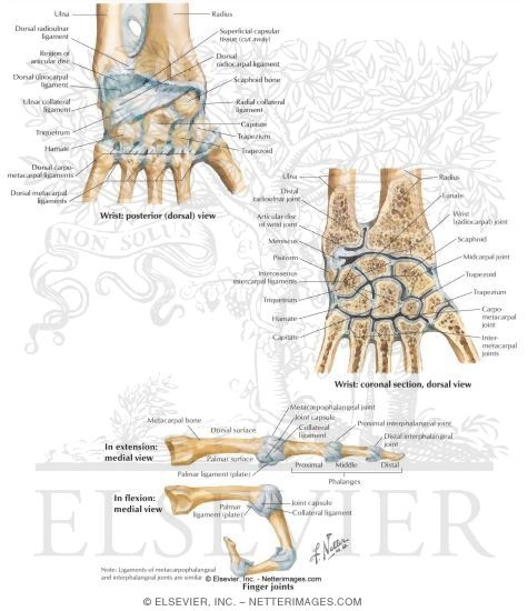 Joints and Ligaments of the Wrist and Hand