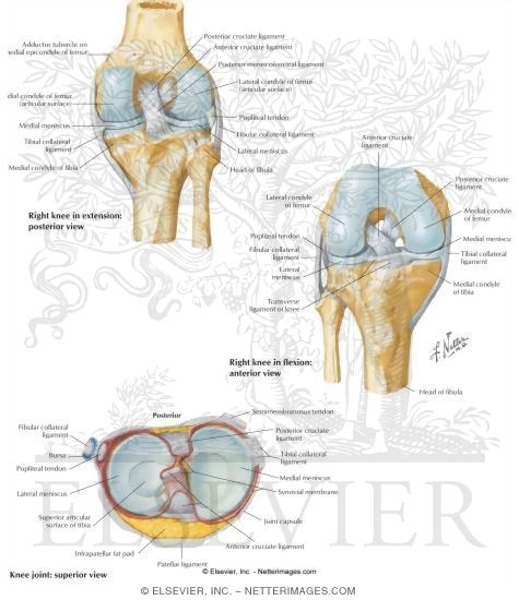 Joints and Ligaments of the Knee