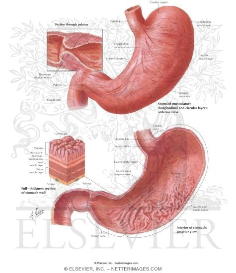 Stomach