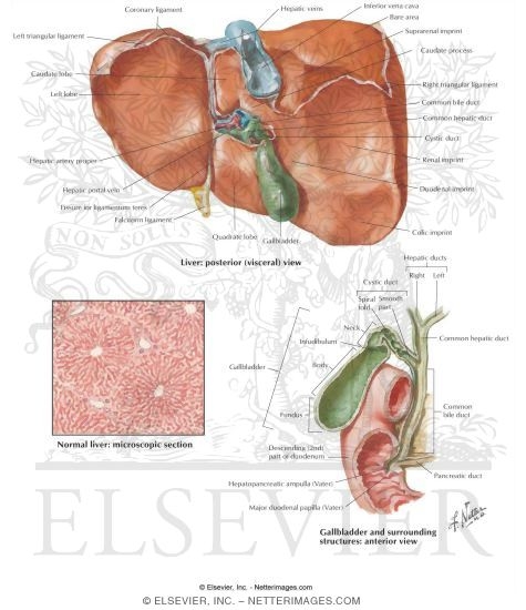 What tests are used to diagnose gallbladder problems?