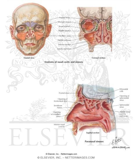Nose and Sinuses